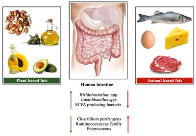 Plant-Based Fat, Dietary Patterns Rich in Vegetable Fat and Gut Microbiota Modulation